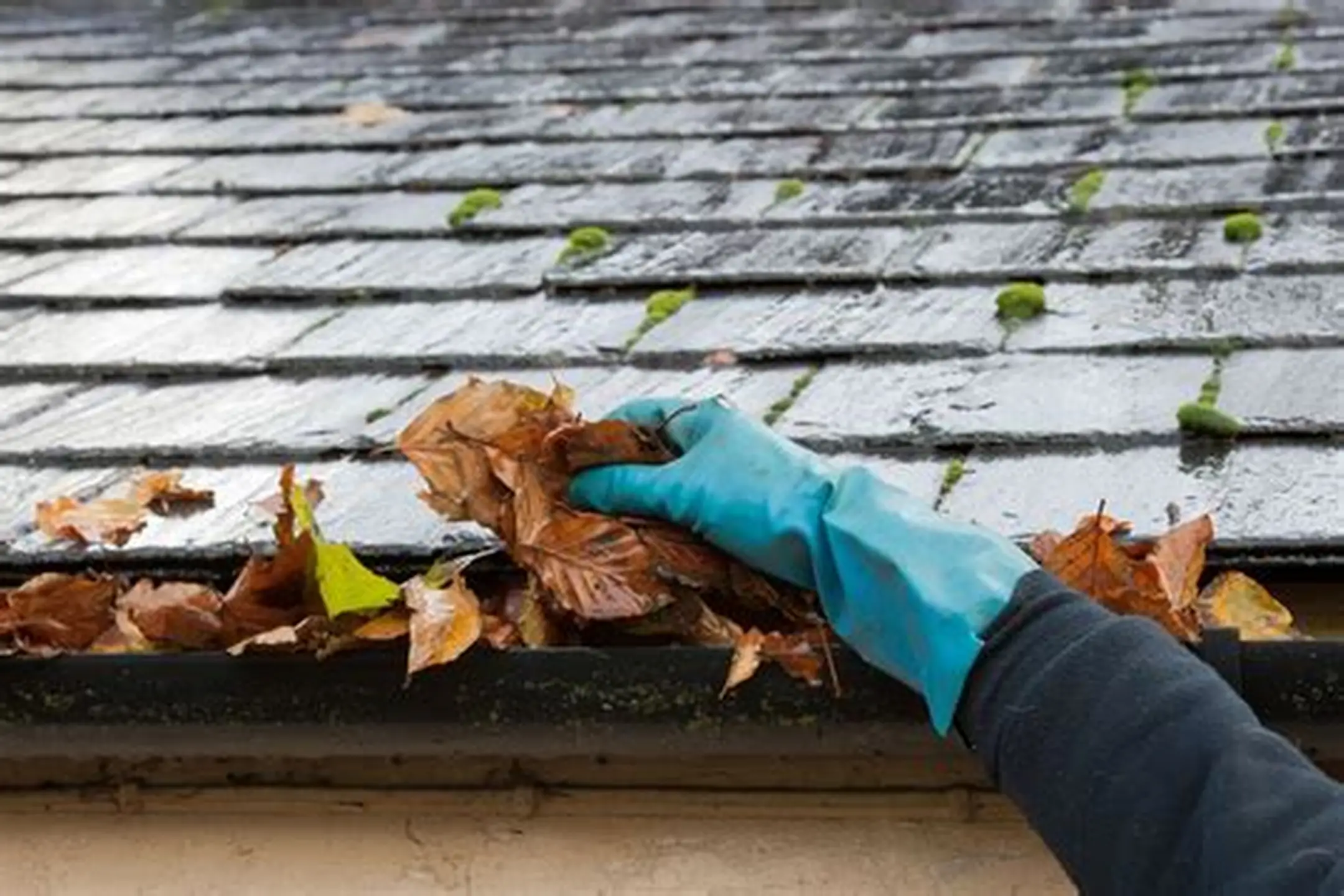 Roof Maintenance